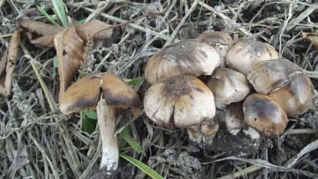 Nyárfa-pókhálósgomba (Cortinarius paracephalixus) смотреть онлайн