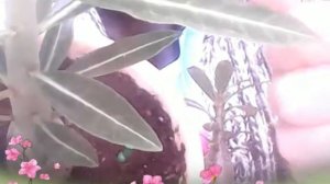 Адениум Тучный , разный уход и результат.