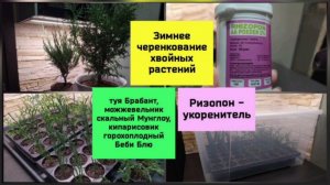 Зимнее черенкование хвойных растений.Ризопон - укоренитель.