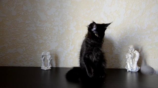 Кошка мейн кун черный солид - питомник "Amerkun" - Кортни смотреть онлайн