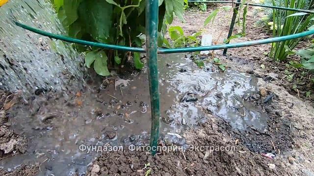 Спасите КЛЕМАТИС! Сделайте так, чтобы клематисы не заболели! смотреть онлайн