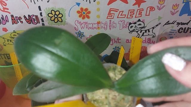 Что делать с орхидеей после покупки? Новенькие подростки обживаются. смотреть онлайн