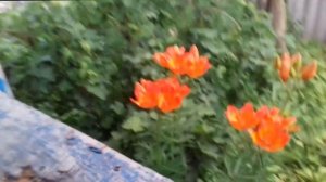 Аквилегия или водосбор не на моем участке