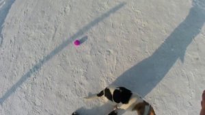 Щенок эстонской гончей (3 месяца) прибегает на рог, выполняет команды голос, искать, неси и др.