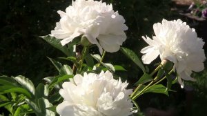 Белые пионы.