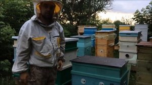 Обработка полей химикатами днем. Как спасти пасеку? Как закрыть пчел в улье и не запарить?