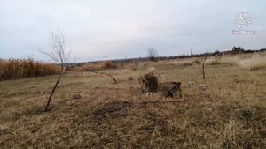 Ловля певчих птиц на тайник.