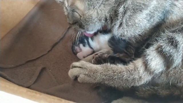 Новорождённые котята