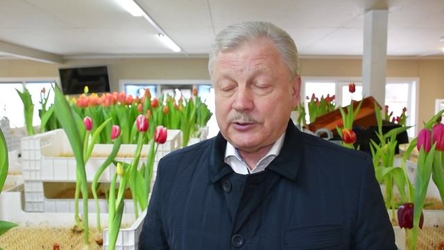 Семья Вологжиных вырастила 30 тысяч тюльпанов для братчанок к 8 марта