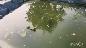 ➡️Переделали фильтр для пруда, фильтрация воды, закончили посадку водных растений в биоплато❗❗