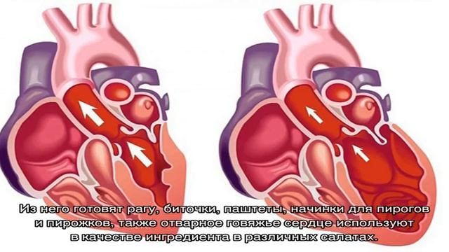 Салат из вареного говяжьего сердца смотреть онлайн