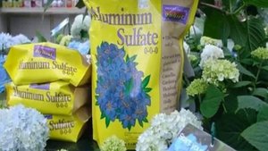 Гортензия Бомбшелл метельчатая — описание, посадка и уход