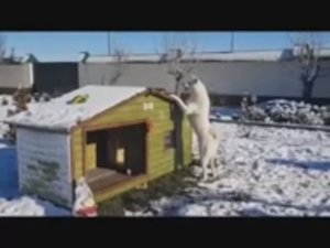 Теплая будка для акита ину с подогревом "Кофорт". Зимняя будка для собаки. Усадьба Мастеров