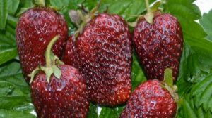 Сорта клубники для Средней полосы