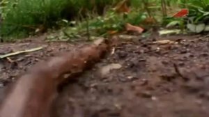 Земляной червь