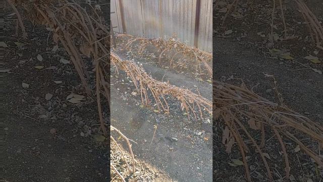 Малина завалит урожаем,  нехитрые секреты осеннего ухода