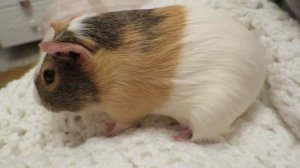 Морские свинки едят свои какашки. Почему?