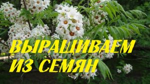Ксантоцерас рябинолистный. Выращивание из семян