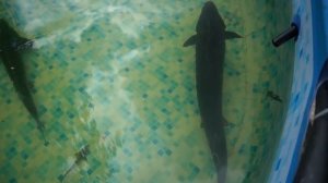 Пересаживаю осетров и форель из пруда в бассейн чтоб выловить карпов и карасей.