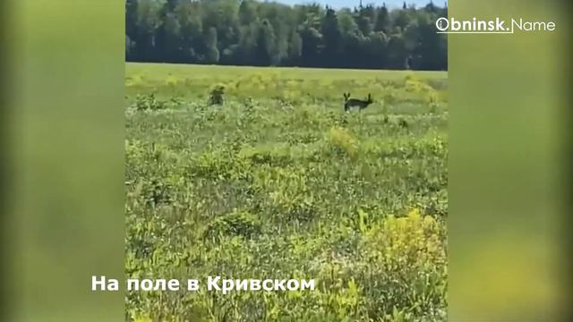 СМОТРИТЕ ОЧЕРЕДНОЙ ВЫПУСК "ГОВОРИТ И ПОКАЗЫВАЕТ" С ДМИТРИЕМ БАБОЧКИНЫМ смотреть онлайн