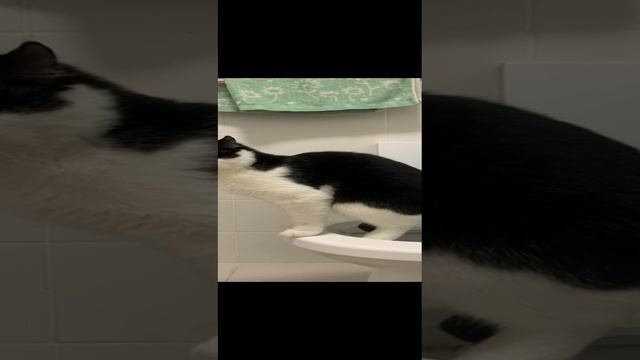 Кот блогер ходит на унитаз