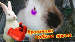Семейные разборки на кроликоферме