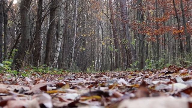 Сбежавшего из кроватки ребенка, КОШКА спасла от падения с крутой лестницы!