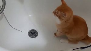 котя Лютик, который очень любит купаться.