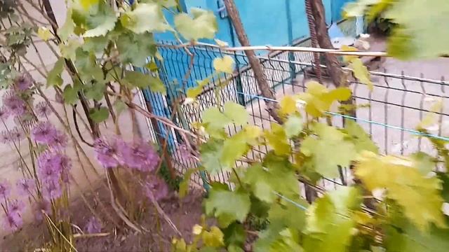 Неукрывной мускатный кишмиш Юпитер на четвёртый год. смотреть онлайн