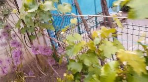 Неукрывной мускатный кишмиш Юпитер на четвёртый год.