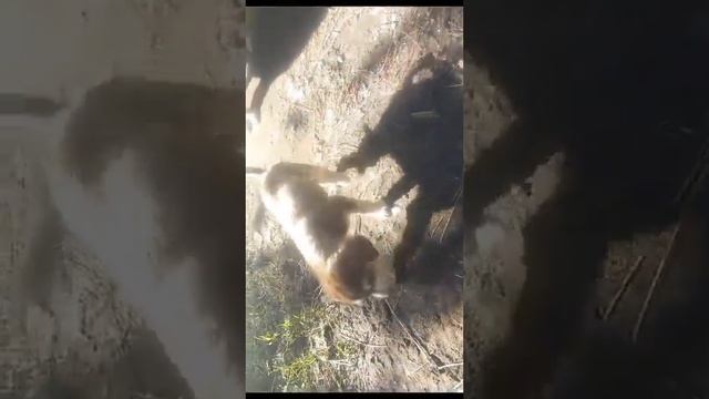 КАКОЕ ЧУДОВИЩЕ могло ВЫБРОСИТЬ ГОЛОДНОГО малыша без защиты матери,умирать одного так как там НЕТ ЕД смотреть онлайн