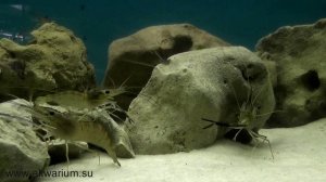 Макробрахиум розенберга. Гиантская пресноводная креветка