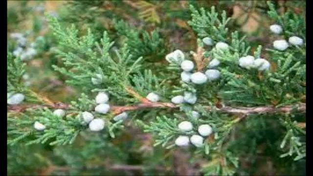 Чем полезен можжевельник для женщин?