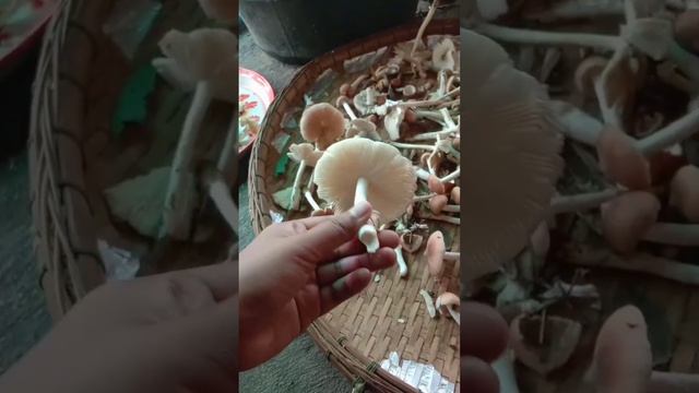 เก็บเห็ดปลวก เห็ดผึ้ง ได้มาเต็มตะกร้า смотреть онлайн