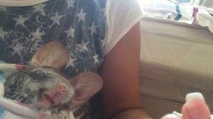 Как кормить шиншиллу со шприца