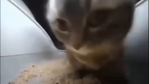 чипи чипи чапа чапа дуби дуби даба даба 1 минута