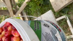 Собираем урожай черешни с применением самодельных лесов, проводим правильную обрезку веток черешни