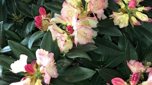 Bonsai Azalea trucos y cuidados. Rododendro. смотреть онлайн