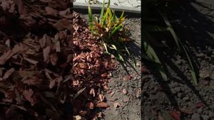 Интересное о щепе на клумбе