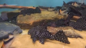 Hypostomus luteus - Pier Aquatics