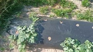 Крайний сбор. Корчуем пни на нашем участке. Сколько стоит разработать 8 гектар???