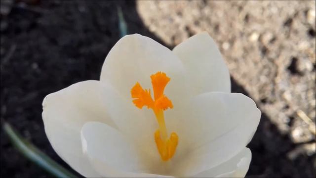 Ботанический разбор (строение) крокуса