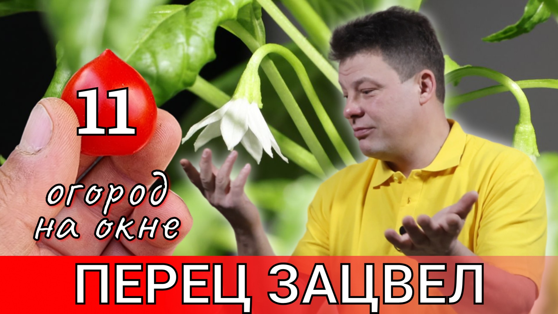 перец под прожектором со стройки, зацвел менее чем за 2 месяца огород на окне 11 часть