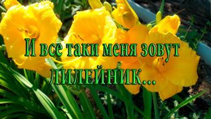 И все - таки меня зовут лилейник*    Мой сад