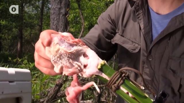 УКУС ГРИФОВОЙ ЧЕРЕПАХИ Черепаха укусила за руку (Перевёл Darvin Studio)