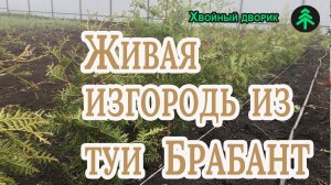 Живая изгородь из туи западной Брабант-сколько саженцев рассадить на метр и как поливать?