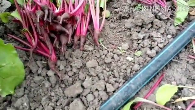 Свекла// пересадка, прореживание//что да как.....