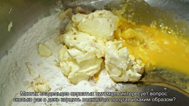 Сколько раз в день и каким кормом кормить волнистого попугая?