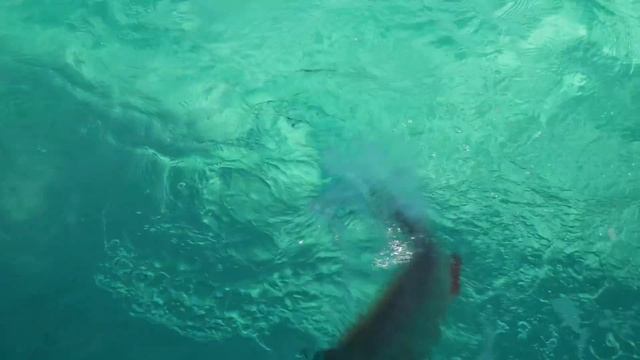 Catching MUTTON SNAPPER in Grand Cayman смотреть онлайн