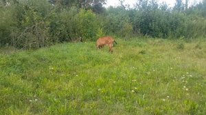 Как обманывают козоводы. Англо нубийские козы. 2